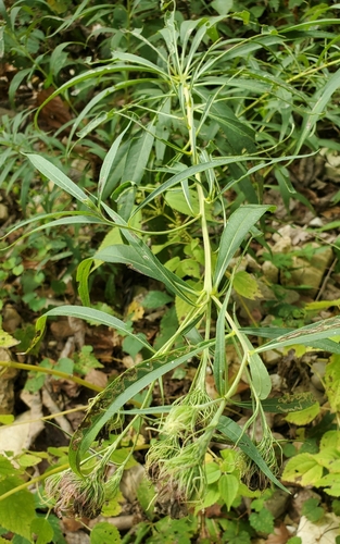 Arkansas Ironweed (Vernonia arkansana)