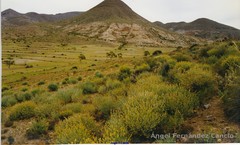 Anthyllis terniflora
