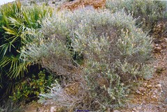 Anthyllis terniflora