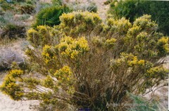 Ulex canescens