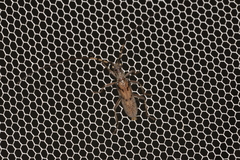 Didymocantha obliqua