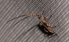 Didymocantha obliqua