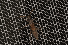 Didymocantha obliqua