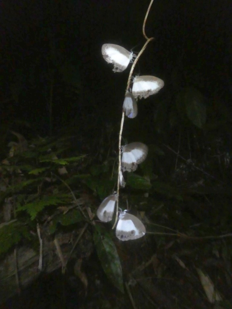 Jamides aruensis