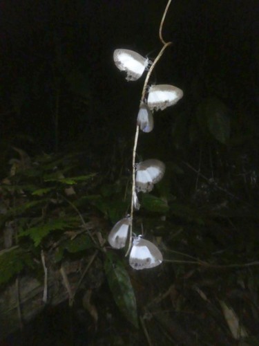 Jamides aruensis