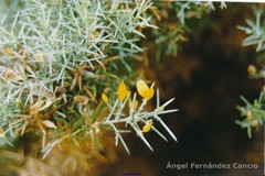 Ulex canescens