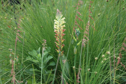Wild Viooltjie (Lachenalia orchioides)