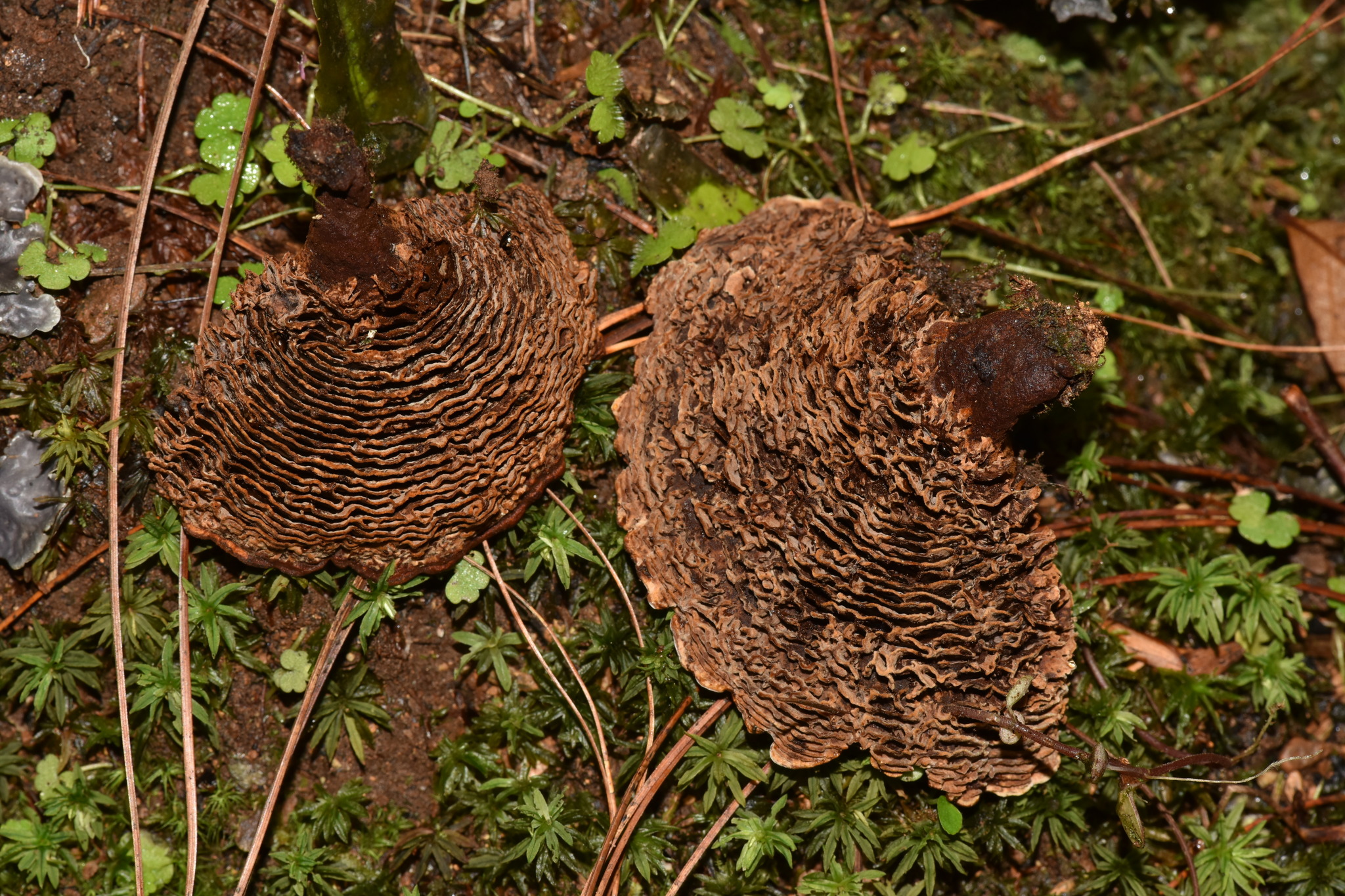 Coltricia montagnei image
