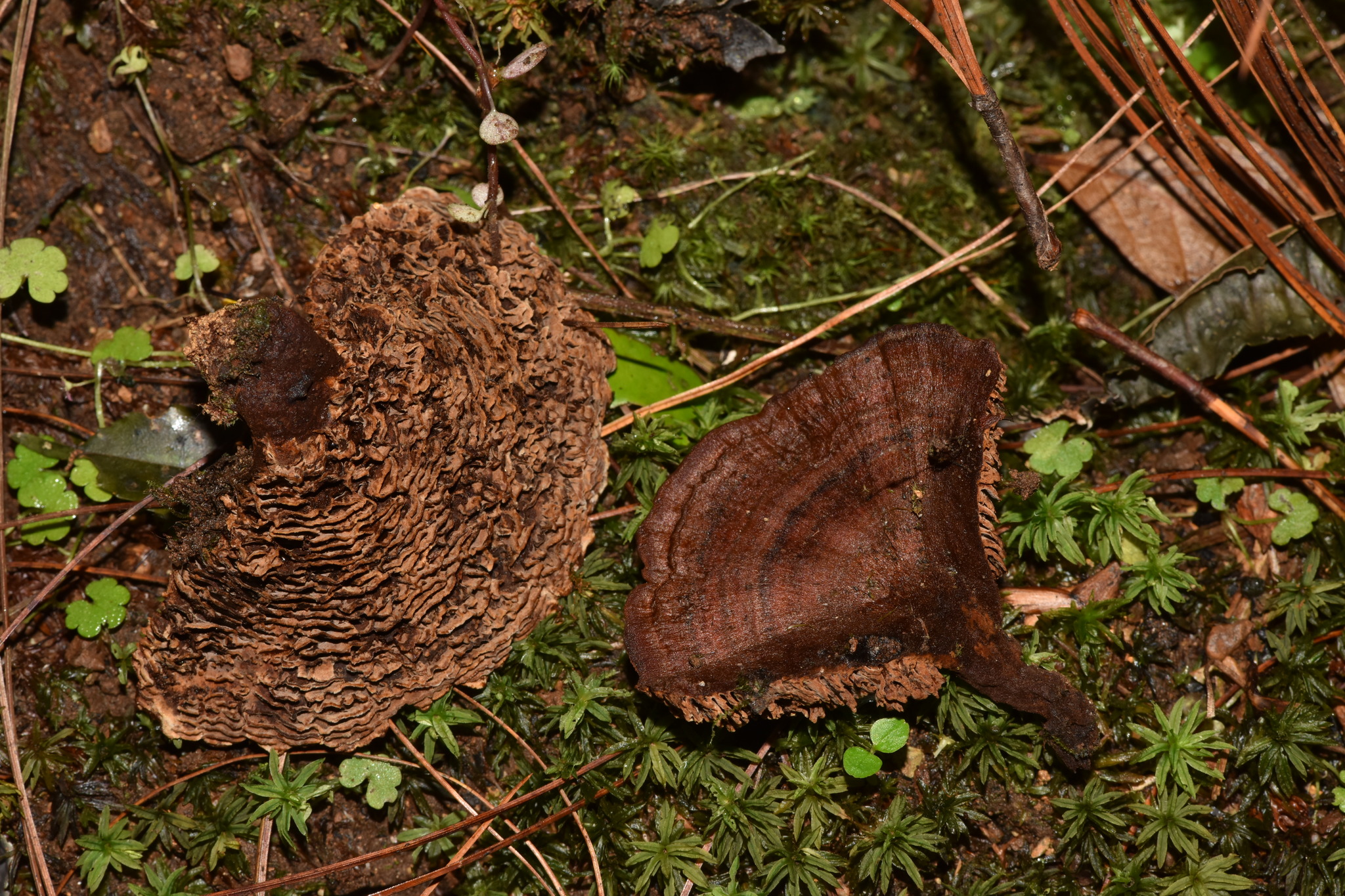 Coltricia montagnei image