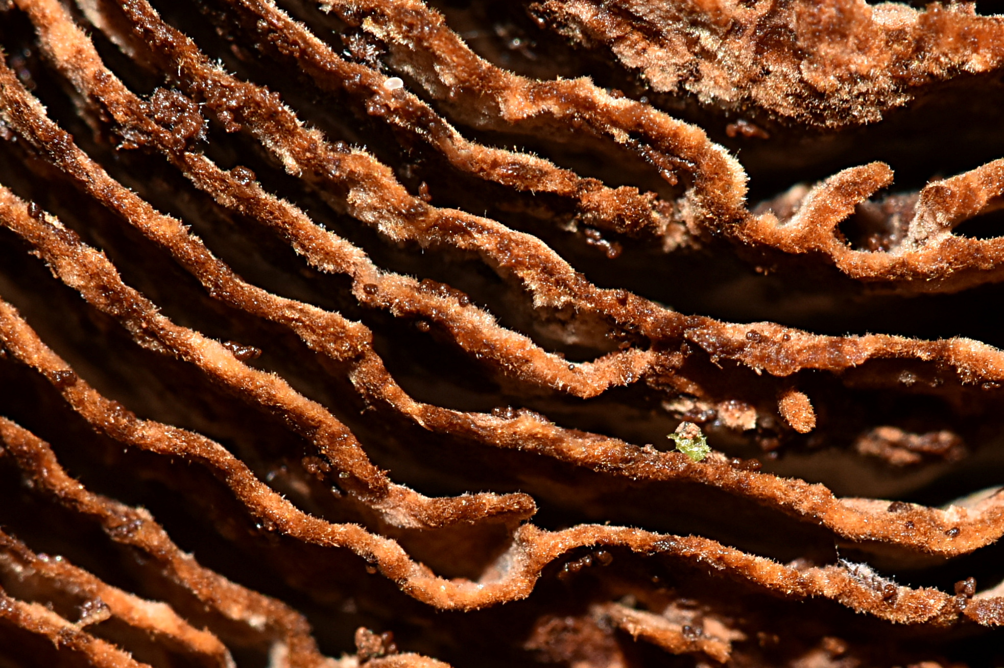 Coltricia montagnei image