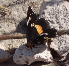 Chlosyne lacinia crocale