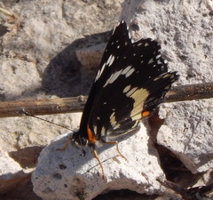 Chlosyne lacinia crocale