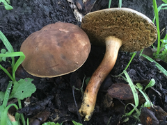 Boletus subtomentosus image