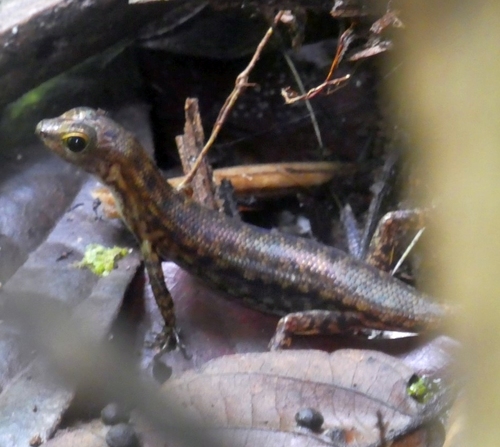 Common Forest Skink, Sphenomorphus simus