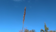 Plantago maritima serpentina