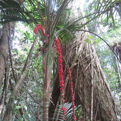 Laccospadix australasica