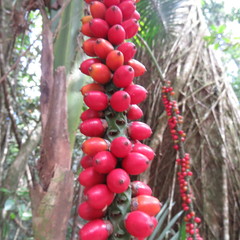 Laccospadix australasica