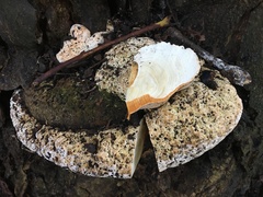 Rigidoporus ulmarius