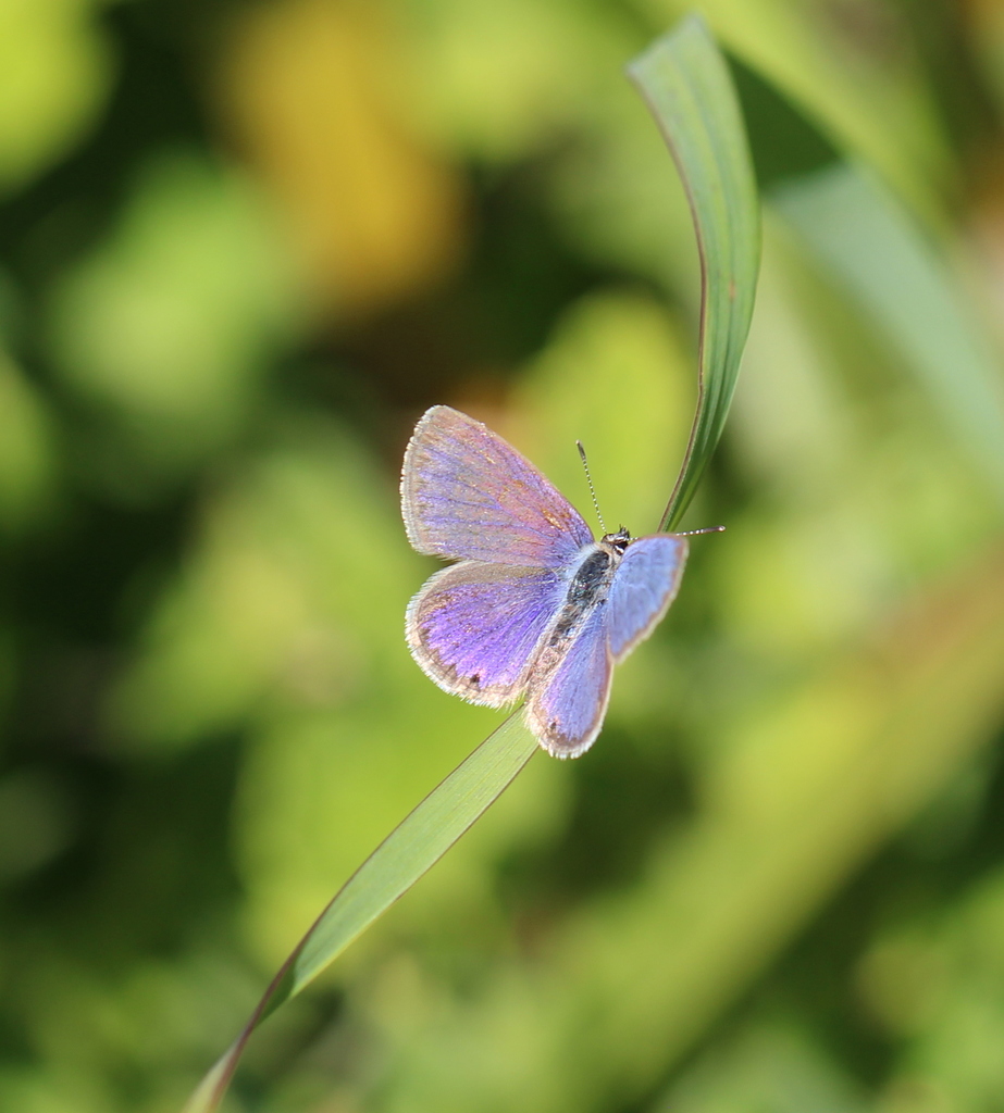 Cupreous Blue