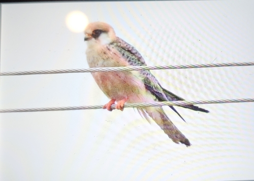 Red-footed Falcon