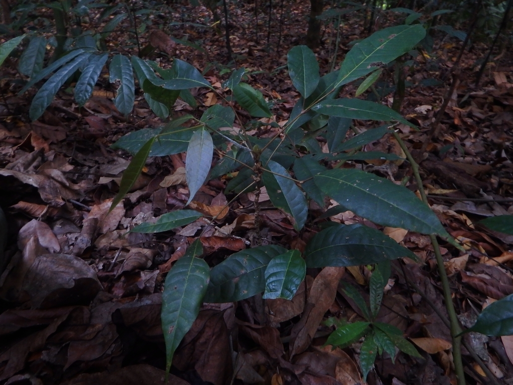 Chinese-olive (Canarium vulgare)