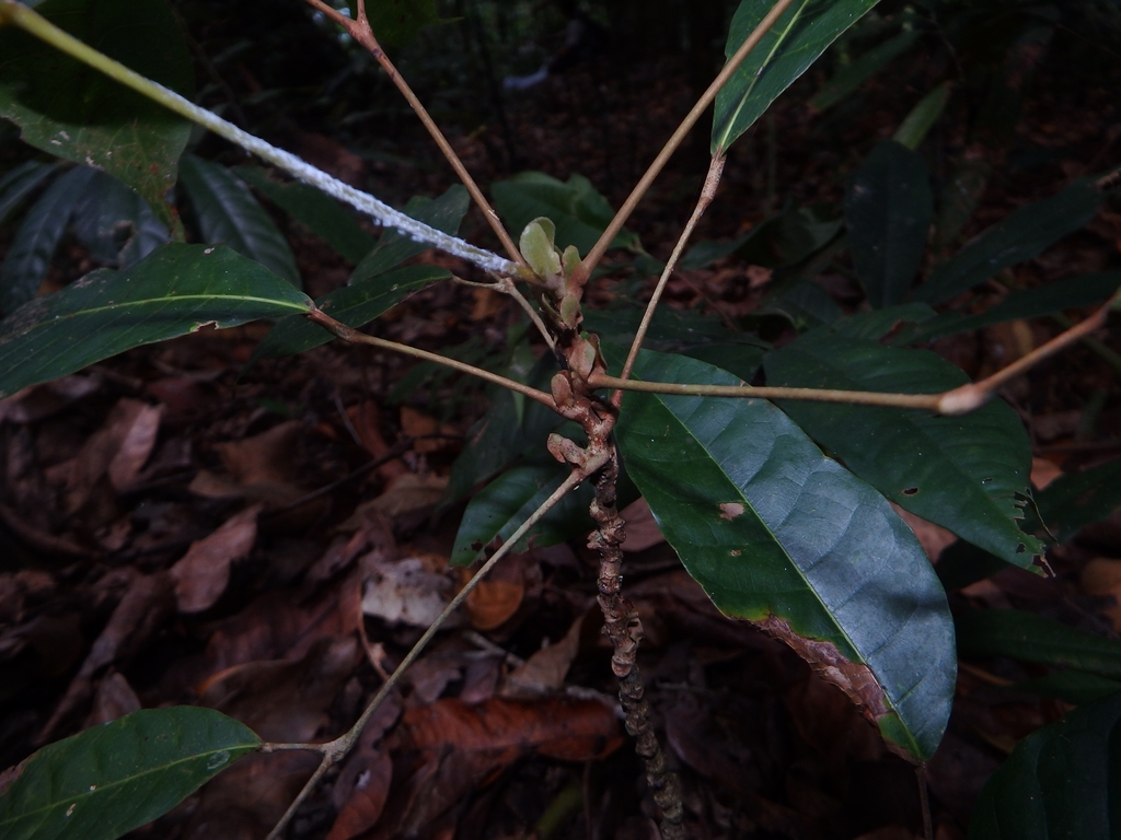 Chinese-olive (Canarium vulgare)