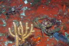 Achaeopsis spinulosa