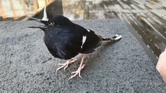 Enicurus leschenaulti