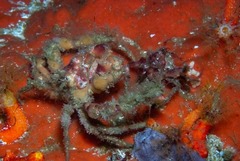 Achaeopsis spinulosa