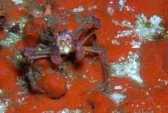 Achaeopsis spinulosa