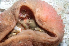 Pseudodromia latens