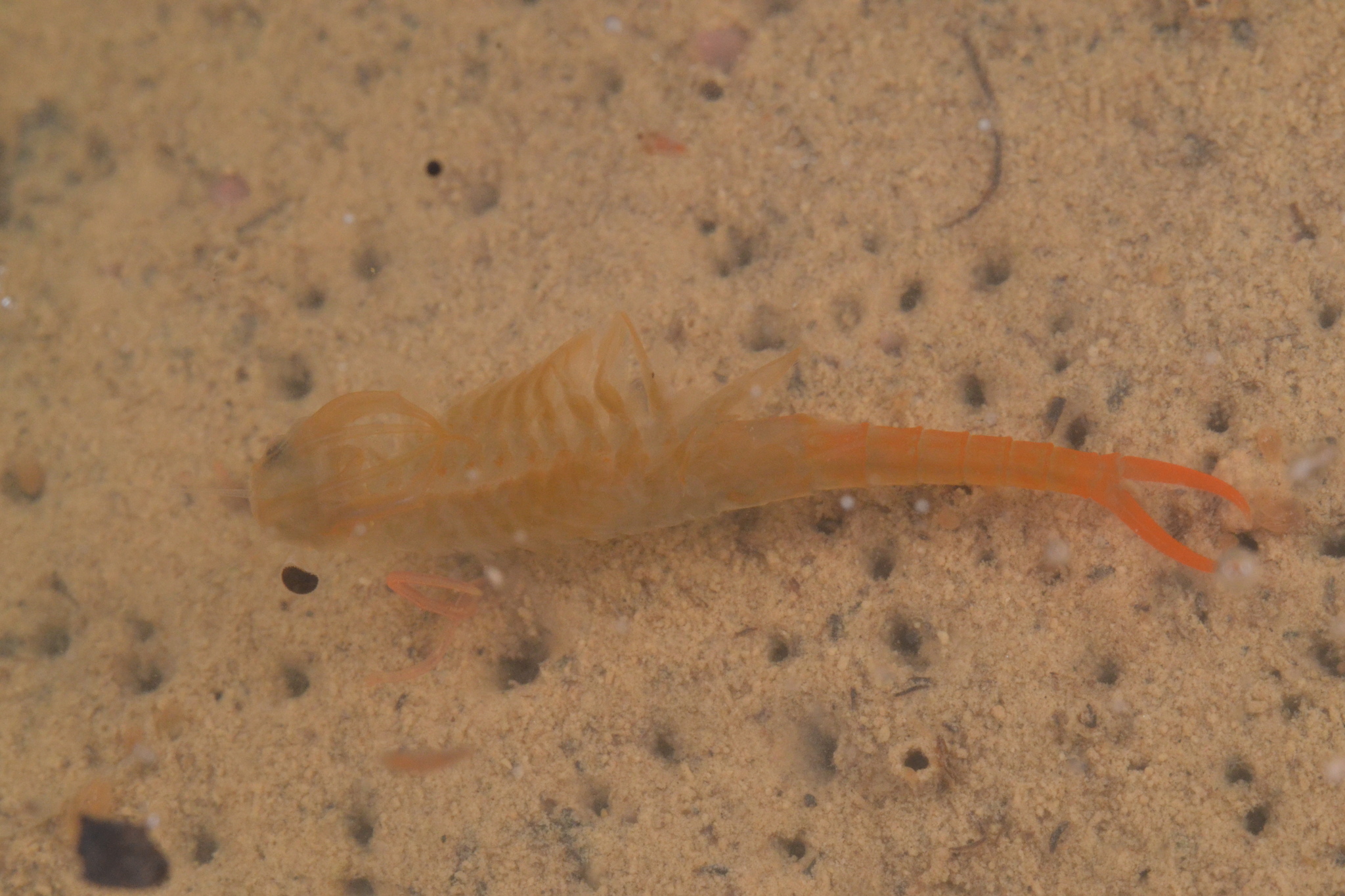 Branchipus schaefferi Fischer, 1834