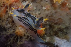 Polycera