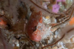 Coccotropsis gymnoderma