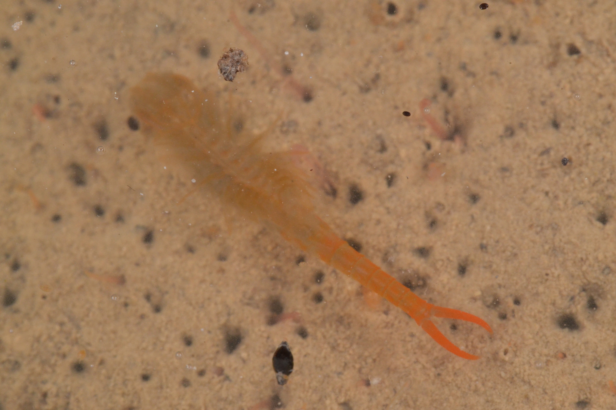 Branchipus schaefferi Fischer, 1834
