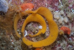 Tambja capensis