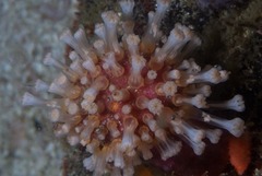 Alcyonium variabile