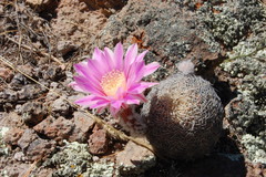 Echinocereus adustus adustus