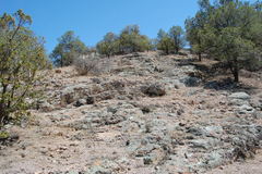 Echinocereus adustus adustus