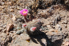 Echinocereus adustus adustus