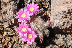 Echinocereus adustus adustus