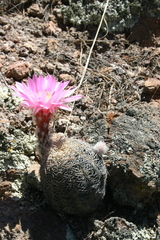 Echinocereus adustus adustus