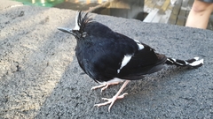 Enicurus leschenaulti