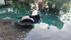 Enicurus leschenaulti