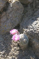 Echinocereus adustus adustus