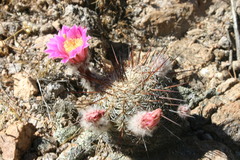 Echinocereus adustus adustus