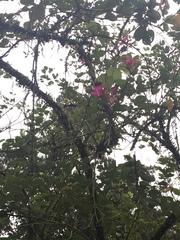 Bauhinia × blakeana