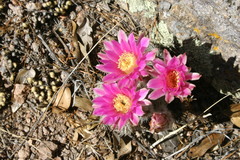 Echinocereus adustus adustus