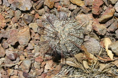 Echinocereus adustus adustus