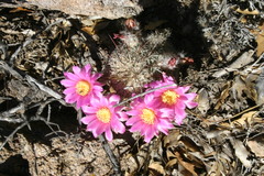 Echinocereus adustus adustus
